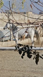 باشگاه سوارکاری نعل 5