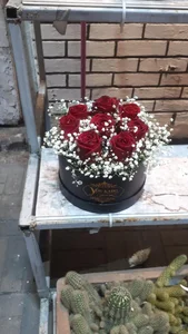 گل کوشا 2
