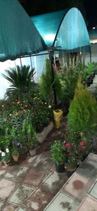 گل فروشی پری ها 4