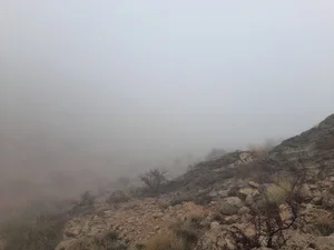 انجیرستان محمود شیبانی