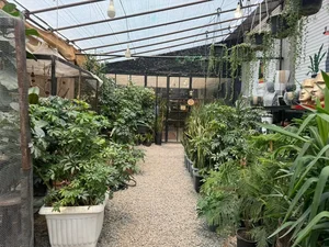Naaria Greenhouse cafe 2