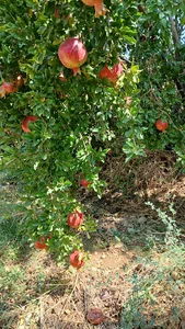 Takhti park