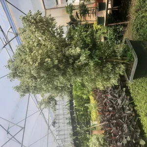 گل فروشی گل سنگ 2