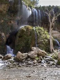 درخت سبز کیش (درخت انجیر معابد کیش)