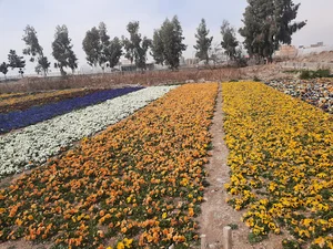 سازمان پارکها و فضای سبز