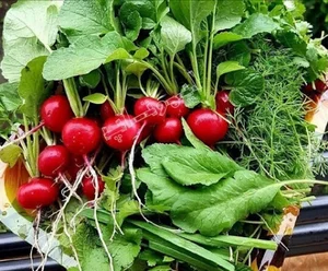 سبزی فروشی دهنوی