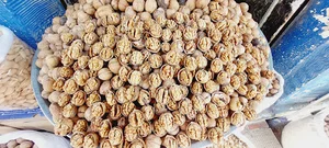 گردو