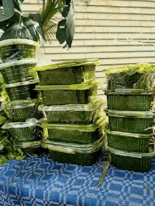 کانون هواداری هفت ستاره رشت