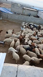 دامداری شاه‌عباس‌سوری.وپسران