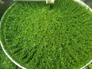 سبزی فروشی فتحی