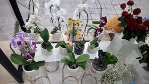 گلفروشی موگه