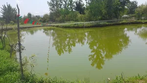 پرورش ماهی نیما 3