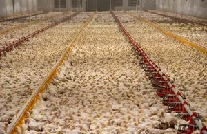 Poultry farming Mousavi and partners