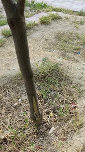 بوستان خانواده