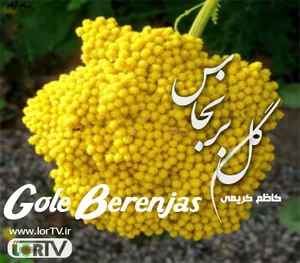 فروشگاه آنلاین گیاهان دارویی