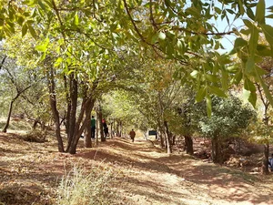 پارک جنگلی یاران