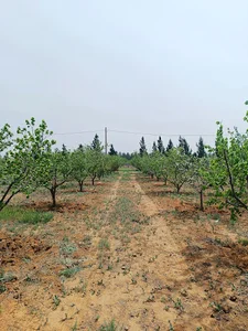 مجموعه نگین سبز