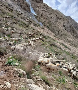 باغملک شنگ