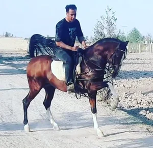 مجموعه پرورش و تولید اسب سردار 2