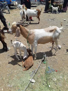 پنجشنبه بازار دام میناب
