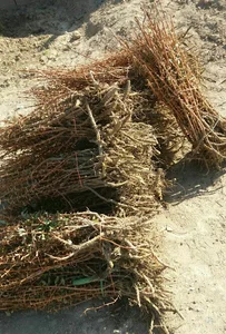 نهالستان ایرانی