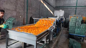 سورتینگ حاج بخشعلی سبزی