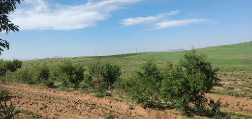 باغ بادام سیاووش جهانگیری بلطاقی