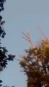 زمین فوتبال پارک شهر 4