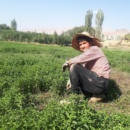 سبزی کاری پژمان