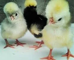 مرغ و خروس در سگز آباد
