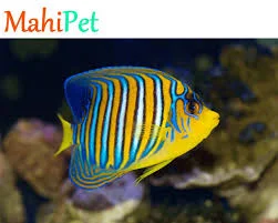 آکواریوم نمو