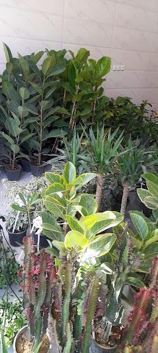 فروشگاه گل و گیاه بنفشه