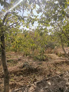 باغ (چراغ سحر)