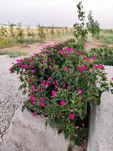 خونه باغ اصغر میرزایی