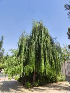 بوستان بانوان 4