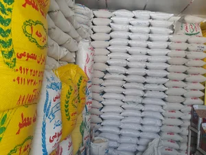 برنج معصومی