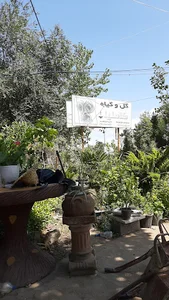 کاملیا