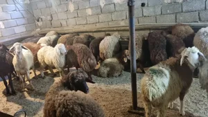 دامداری برادران امینی 2