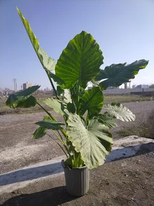 گرین لند