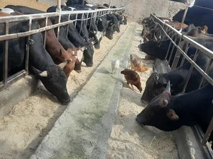 گاوداری علی محمدی
