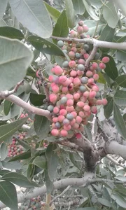 سیه بره خار