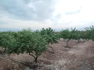 باغ زمرد (نوراله شاه محمدی)