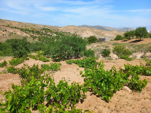 باغ غنی توسلی