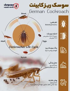 ریز