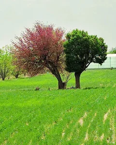 درخت دوقلو