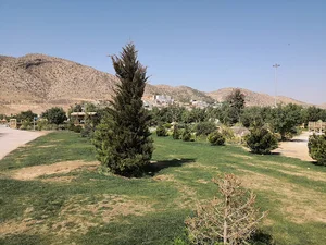 جنگل کاج