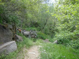 باغات گردوی سرکان
