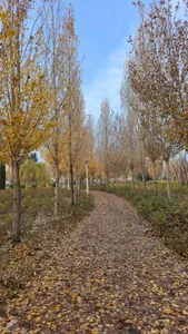 بوستان ترنج 4