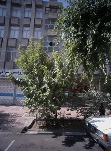 مسکن امامی