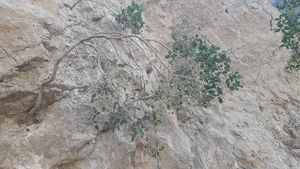 کول رو